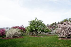 Crab Apple Blooms