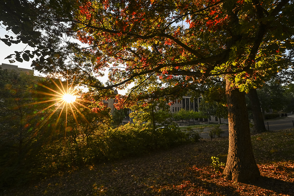 The sun shines through the buildings and trees with fall foliage by Muir Woods