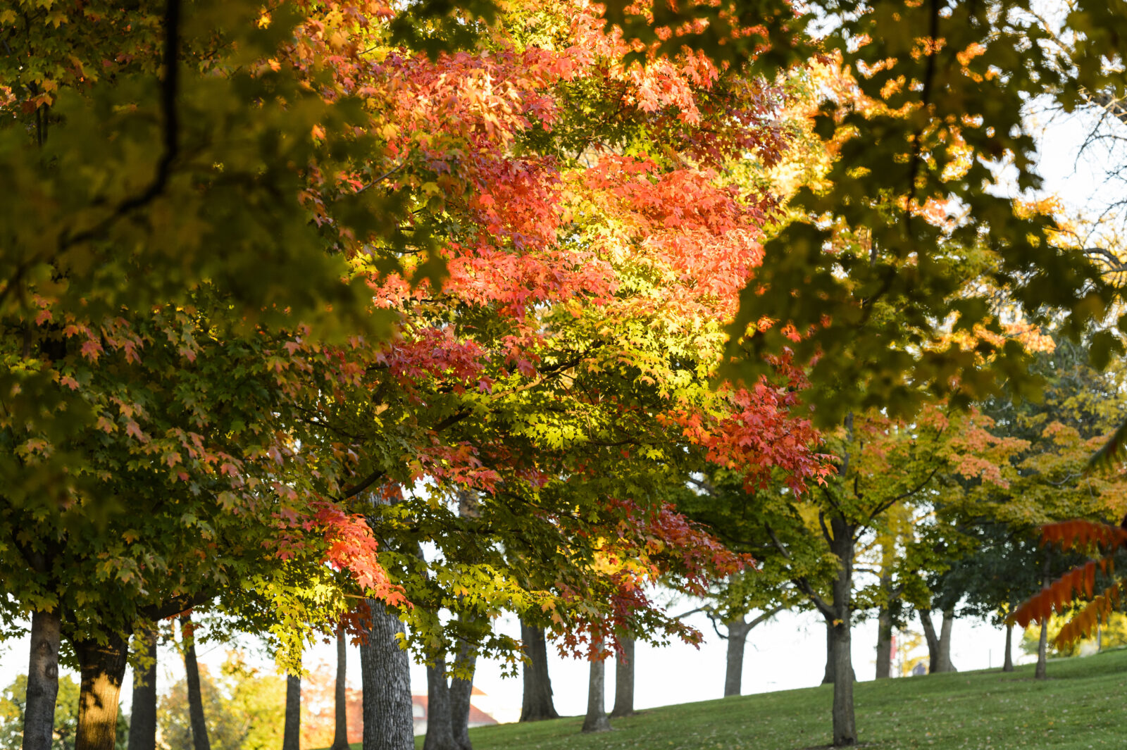 Fall colors on the maple trees lining Observatory drive