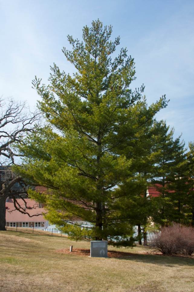 The tree of peace at UW Madison